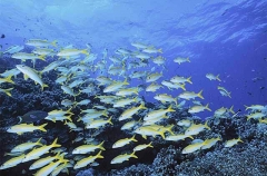 Yellowfin Goatfish (Mulloides vanicolensis) Yellowfin Goatfish (Mulloides vanicolensis)