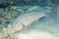 Dash-dot Goatfish (Parupeneus barberinus) Dash-dot Goatfish (Parupeneus barberinus)