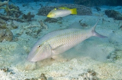 Dash-dot Goatfish (Parupeneus barberinus) Dash-dot Goatfish (Parupeneus barberinus)