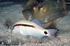 Dash-dot Goatfish (Parupeneus barberinus) Dash-dot Goatfish (Parupeneus barberinus)