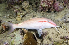 Pearly Goatfish (Parupeneus margaritatus) Pearly Goatfish (Parupeneus margaritatus)