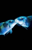 Doublebar Goatfish (Parupeneus bifasciatus) Doublebar Goatfish (Parupeneus bifasciatus)
