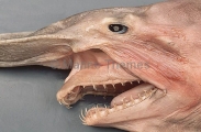 Goblin Shark (Mitsukurina owstoni) Goblin Shark (Mitsukurina owstoni)