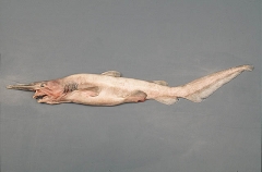 Goblin Shark (Mitsukurina owstoni) Goblin Shark (Mitsukurina owstoni)