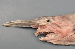 Goblin Shark (Mitsukurina owstoni)