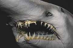 Goblin Shark (Mitsukurina owstoni) Goblin Shark (Mitsukurina owstoni)
