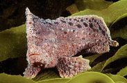 Warty Prowfish (Aetapcus maculatus) Warty Prowfish (Aetapcus maculatus)