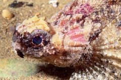 Goblinfish (Glyptauchen panduratus)