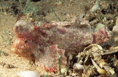 Velvetfish (Aploactisoma milesii) Velvetfish (Aploactisoma milesii)