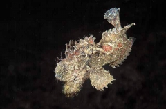 Velvetfish (Aploactisoma milesii) Velvetfish (Aploactisoma milesii)