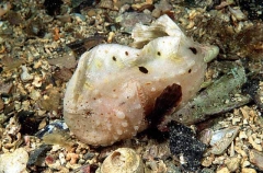 Warty Prowfish (Aetapcus maculatus) Warty Prowfish (Aetapcus maculatus)