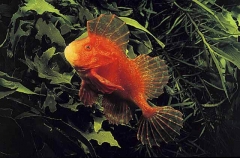 Red Velvetfish (Gnathanacanthus goetzeei) Red Velvetfish (Gnathanacanthus goetzeei)