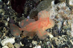 Red Velvetfish (Gnathanacanthus goetzeei) Red Velvetfish (Gnathanacanthus goetzeei)