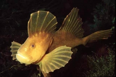 Red Velvetfish (Gnathanacanthus goetzeei) Red Velvetfish (Gnathanacanthus goetzeei)