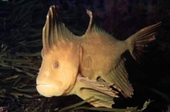 Red Velvetfish (Gnathanacanthus goetzeei)