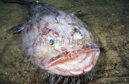 Goosefish (Lophiides naresi) Goosefish (Lophiides naresi)