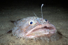 Goosefish (Lophiides naresi) Goosefish (Lophiides naresi)