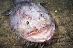 Goosefish (Lophiides naresi) Goosefish (Lophiides naresi)