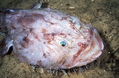 Goosefish (Lophiides naresi) Goosefish (Lophiides naresi)