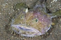 Blackmouth Goosefish (Lophiomus setigerus) Blackmouth Goosefish (Lophiomus setigerus)