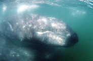 Gray Whale (Eschrichtius robustus) Gray Whale (Eschrichtius robustus)