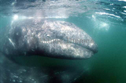 Gray Whale (Eschrichtius robustus) Gray Whale (Eschrichtius robustus)