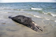 Gray Whale (Eschrichtius robustus) Gray Whale (Eschrichtius robustus)