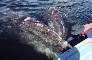 Gray Whale (Eschrichtius robustus) Gray Whale (Eschrichtius robustus)