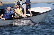 Gray Whale (Eschrichtius robustus)