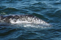Gray Whale (Eschrichtius robustus) Gray Whale (Eschrichtius robustus)