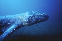 Gray Whale (Eschrichtius robustus) Gray Whale (Eschrichtius robustus)