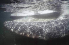 Gray Whale (Eschrichtius robustus) Gray Whale (Eschrichtius robustus)