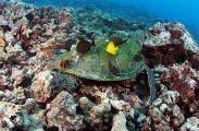 Green Turtle (Chelonia mydas) Green Turtle (Chelonia mydas)