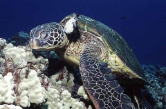 Green Turtle (Chelonia mydas) Green Turtle (Chelonia mydas)
