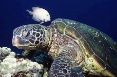 Green Turtle (Chelonia mydas) Green Turtle (Chelonia mydas)