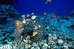 Green Turtle (Chelonia mydas) Green Turtle (Chelonia mydas)