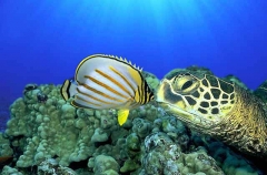 Green Turtle (Chelonia mydas) Green Turtle (Chelonia mydas)