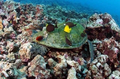 Green Turtle (Chelonia mydas) Green Turtle (Chelonia mydas)