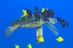 Green Turtle (Chelonia mydas) Green Turtle (Chelonia mydas)