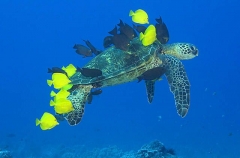 Green Turtle (Chelonia mydas) Green Turtle (Chelonia mydas)
