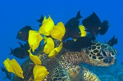 Green Turtle (Chelonia mydas) Green Turtle (Chelonia mydas)