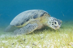 Green Turtle (Chelonia mydas) Green Turtle (Chelonia mydas)