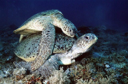 Green Turtles (Chelonia mydas) Green Turtles (Chelonia mydas)
