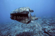 Green Turtles (Chelonia mydas) Green Turtles (Chelonia mydas)