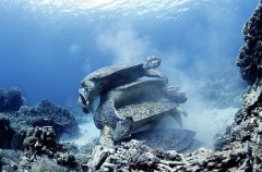 Green Turtles (Chelonia mydas) Green Turtles (Chelonia mydas)