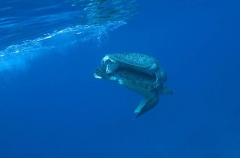 Green Turtles (Chelonia mydas) Green Turtles (Chelonia mydas)