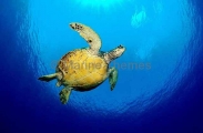 Green Turtle (Chelonia mydas) Green Turtle (Chelonia mydas)