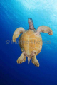 Green Turtle (Chelonia mydas) Green Turtle (Chelonia mydas)