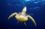 Green Turtle (Chelonia mydas) Green Turtle (Chelonia mydas)