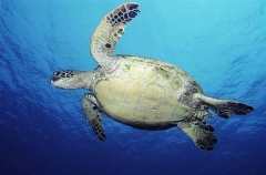 Green Turtle (Chelonia mydas) Green Turtle (Chelonia mydas)